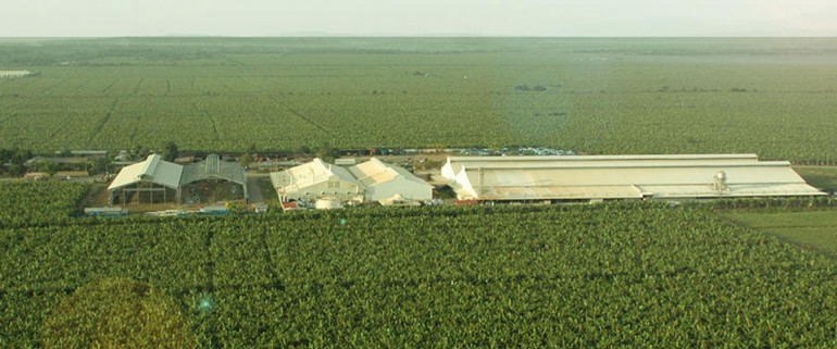 Panabo Banana Plantation